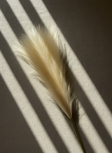 Tall Pampas Grass Stem