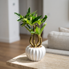 Triple-Trunk Mini Bonsai