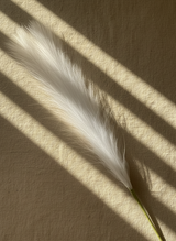 Tall Pampas Grass Stem
