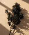 Noir Fern Stem