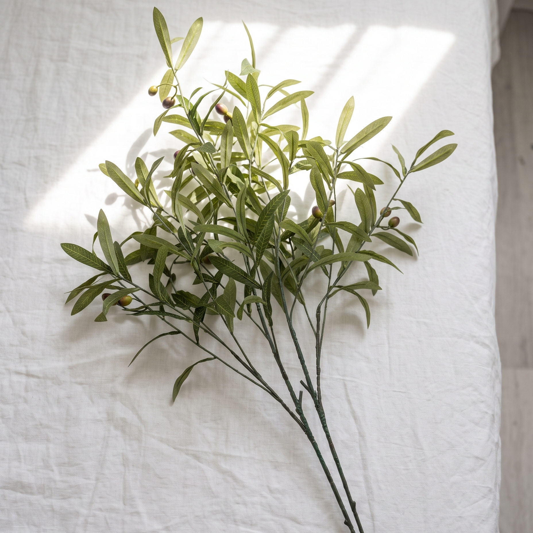 Olive Stems