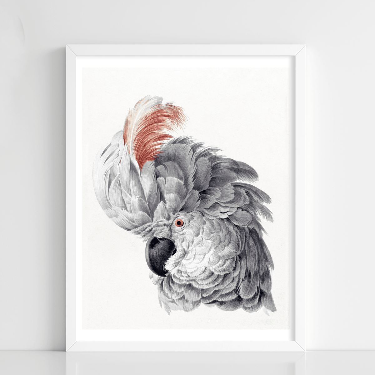 African Grey Cockatoo - Figi Home