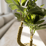 Black & Gold Mini Bonsai - Figi Home