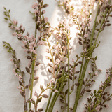 Blush Sprig Artificial Branch - Figi Home