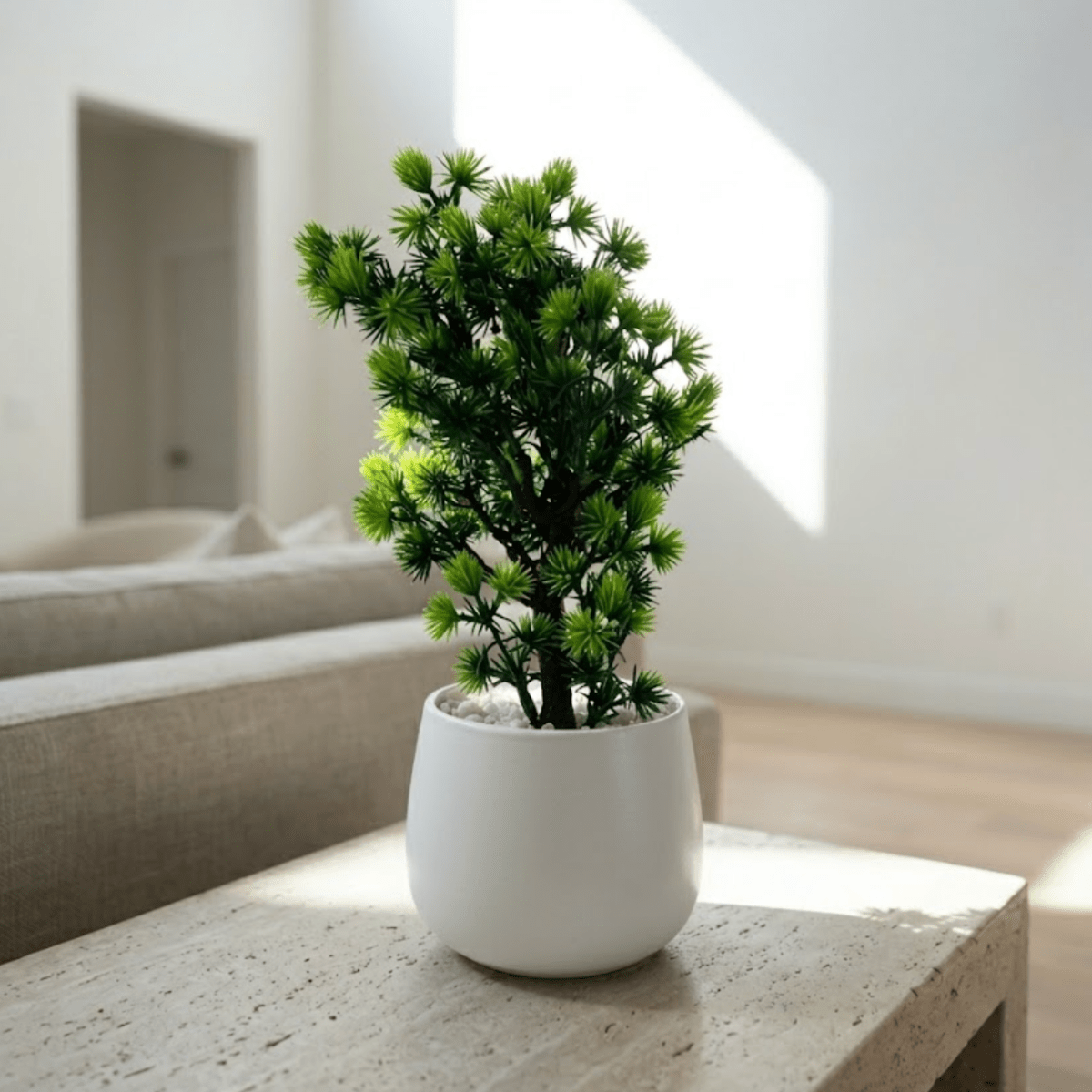 Mini Pine Bonsai Pot - Figi Home