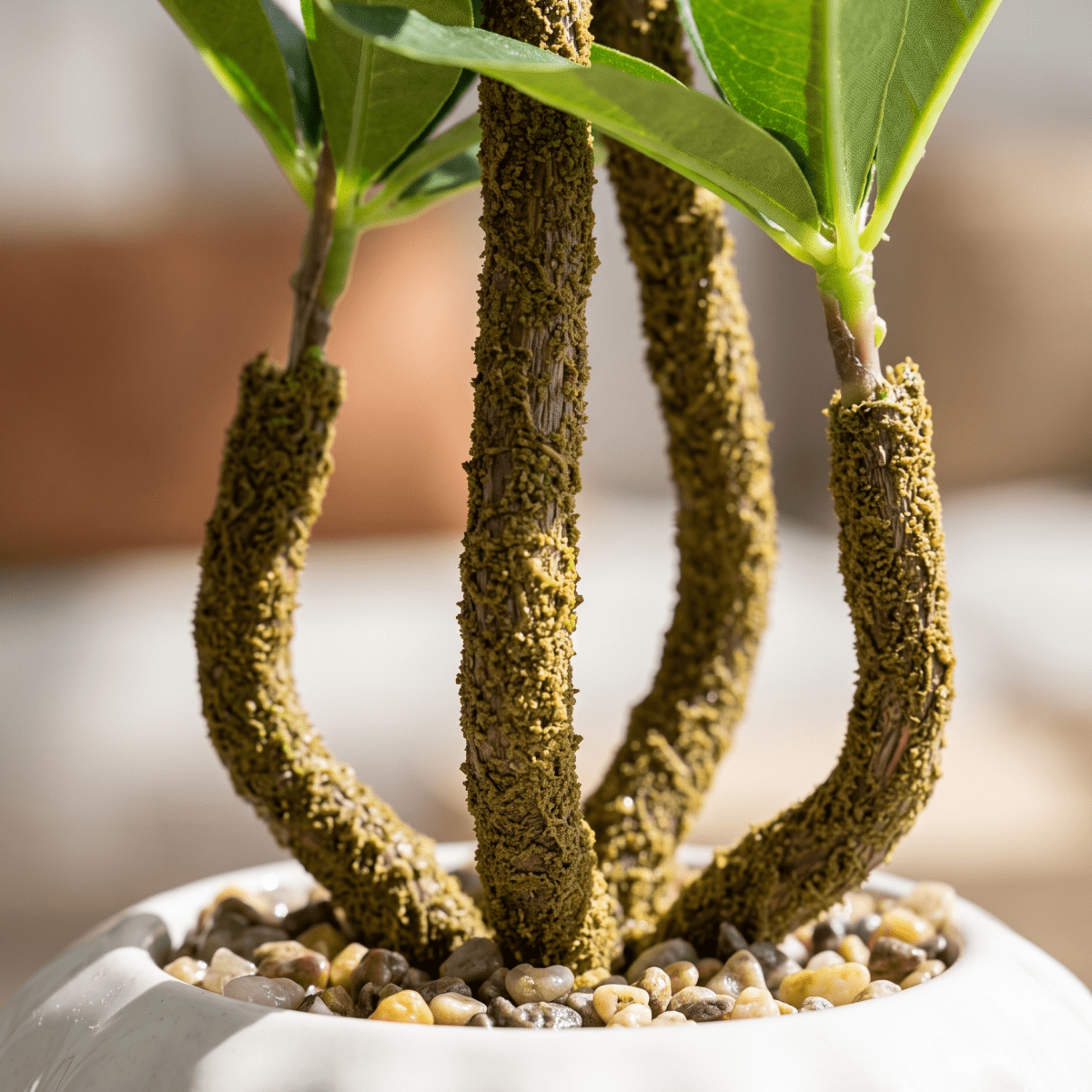 Triple-Trunk Mini Bonsai - Figi Home