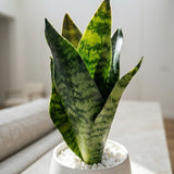 White Mini Snake Plant Pot - Figi Home