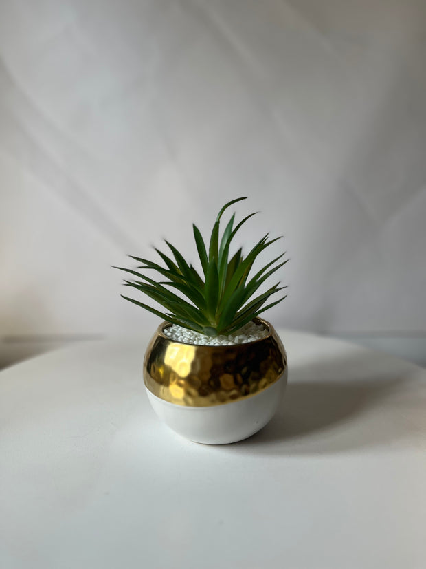 Gold Rim Succulent Pot
