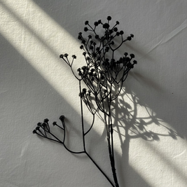 Noir Blossom Stem