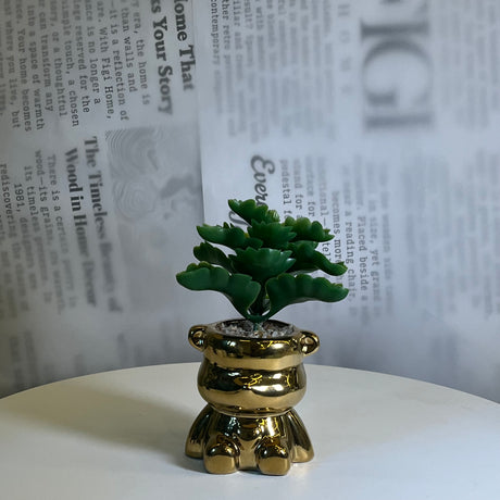 Mini Gilded Bear Plant - Figi Home