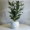 Olive Touch Planter - Figi Home