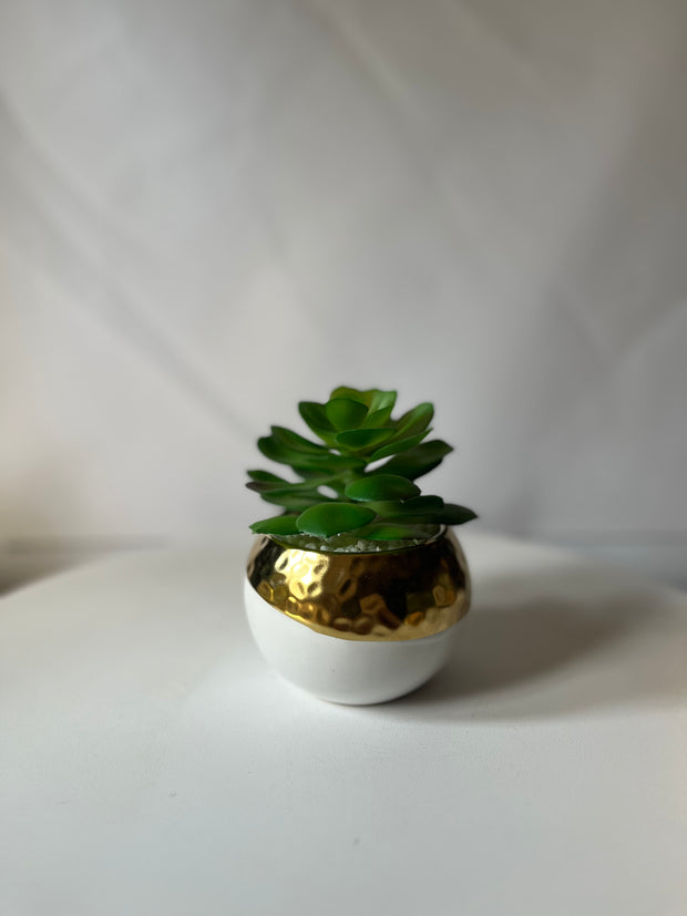 Gold Rim Succulent Pot