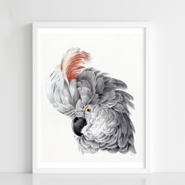 African Grey Cockatoo