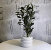 Midnight Olive Planter