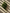 Verdant Cluster Stem