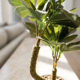 White & Gold Mini Bonsai