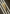 Tall Pampas Grass Stem