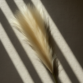 Tall Pampas Grass Stem