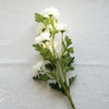 White Daisy Stem