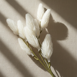 Ivory Feather Grass Stem