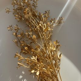 Aurora Golden Spray