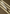 Tall Pampas Grass Stem