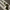 Serenity Bloom Stem