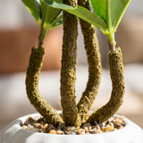 Triple-Trunk Mini Bonsai