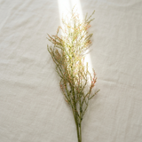 Wax Flower Stem