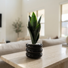 Black Mini Snake Plant