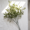 Olive Stems