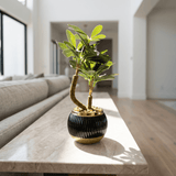 Black & Gold Mini Bonsai - Figi Home