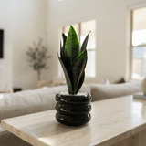 Black Mini Snake Plant - Figi Home