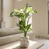 Bubble Leaf Planter - Figi Home