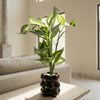 Bubble Leaf Planter - Figi Home