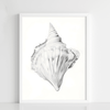 Coastal Whisper - Figi Home