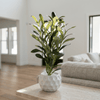 Dimple White Mini Olive Branch Pot - Figi Home
