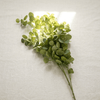 Eucalyptus Stem - Figi Home