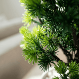 Mini Pine Bonsai Pot - Figi Home