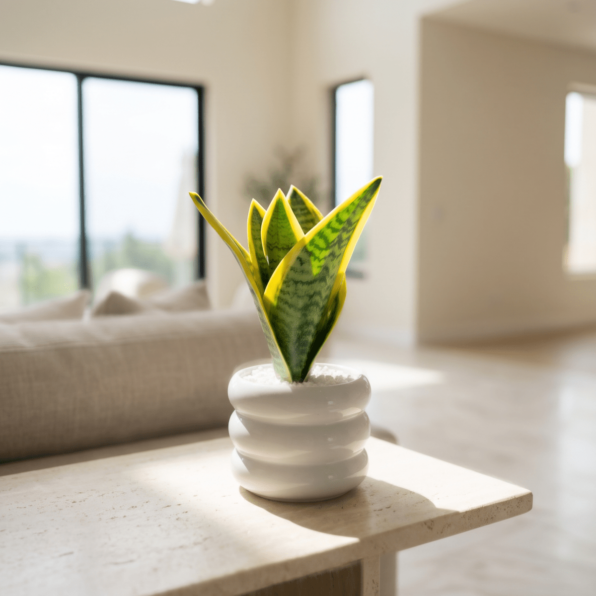 Mini Snake Plant - Figi Home