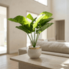 Mini Taro Leaf Pot - Figi Home