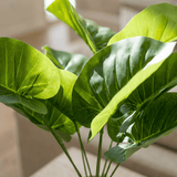 Mini Taro Leaf Pot - Figi Home