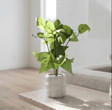 Ribbed Black Mini Pothos Pot - Figi Home