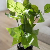 Ribbed Black Mini Pothos Pot - Figi Home