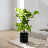 Ribbed Black Mini Pothos Pot - Figi Home