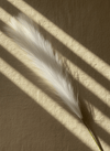 Tall Pampas Grass Stem - Figi Home