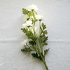 White Daisy Stem - Figi Home
