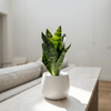 White Mini Snake Plant Pot - Figi Home
